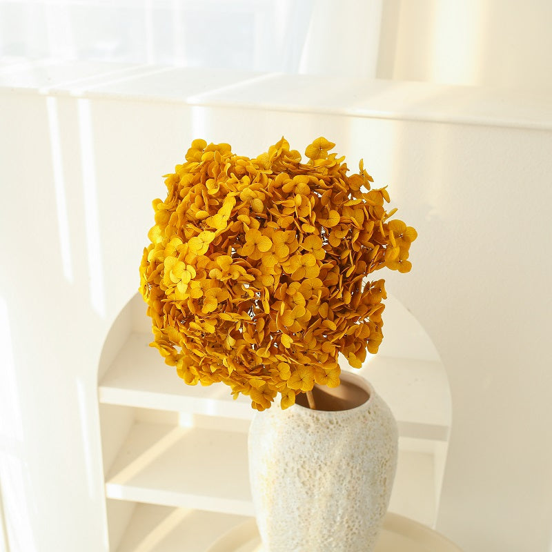 Autumn yellow dried Hydrangea