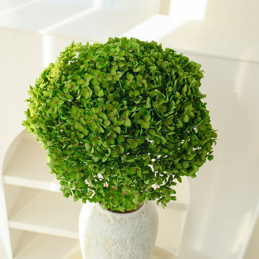 Green Dried Hydrangea