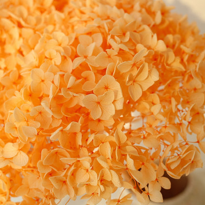orange dried Hydrangea