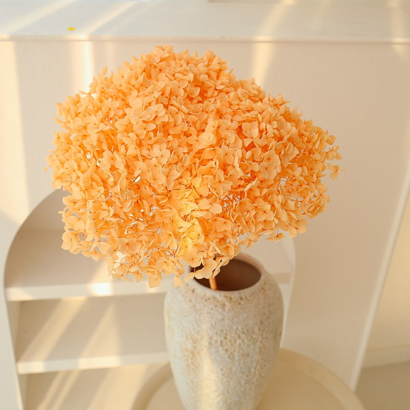 orange dried Hydrangea