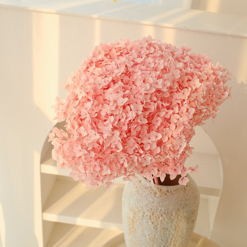 pink dried Hydrangea