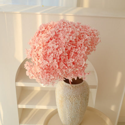 pink dried Hydrangea