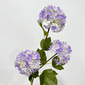 hydrangea purple and white