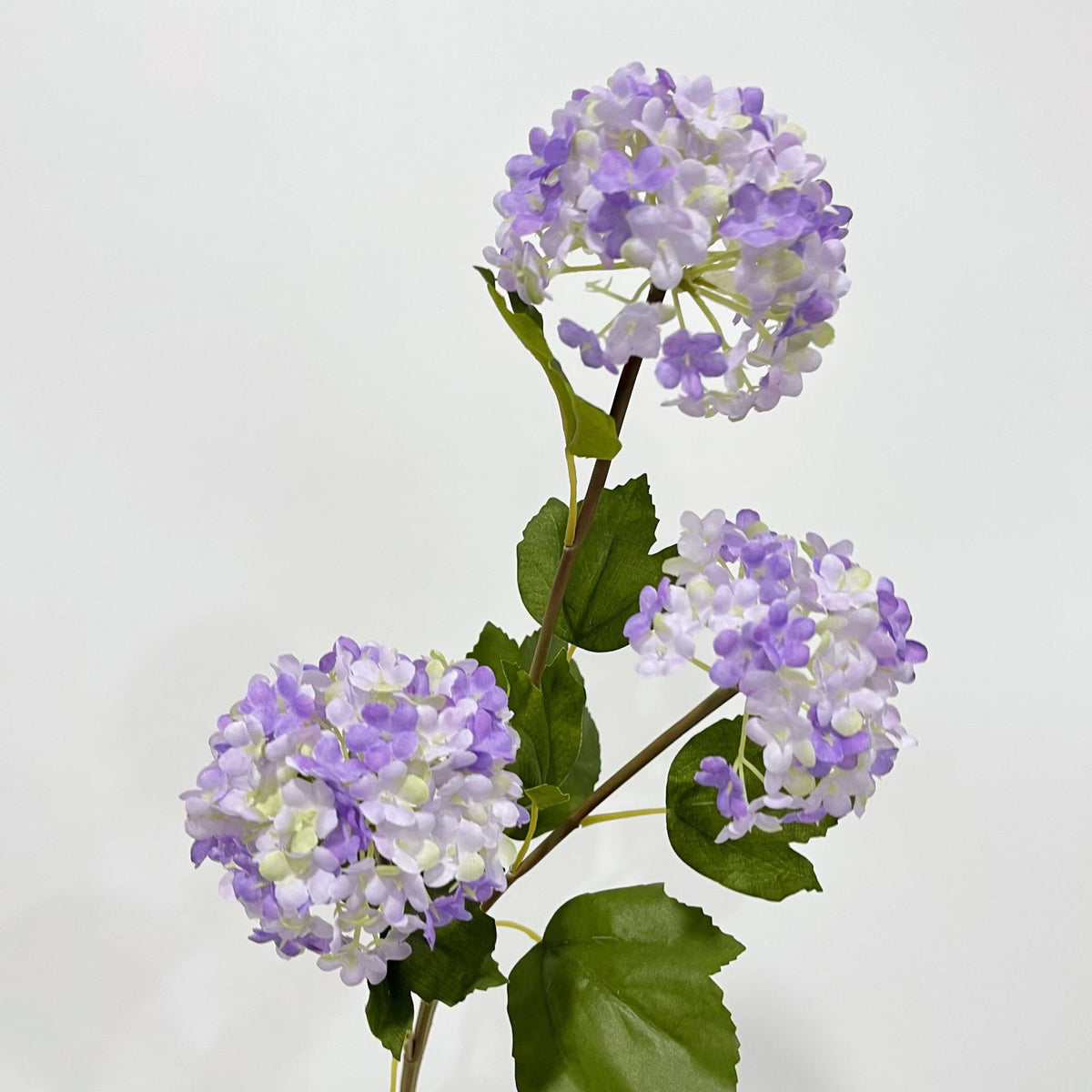 hydrangea purple and white