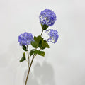 hydrangea purple