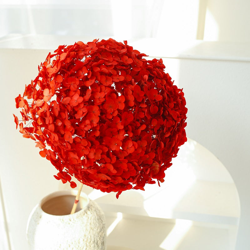 red dried Hydrangea