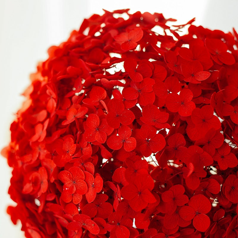red dried Hydrangea