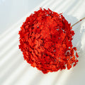 Red Dried Hydrangea
