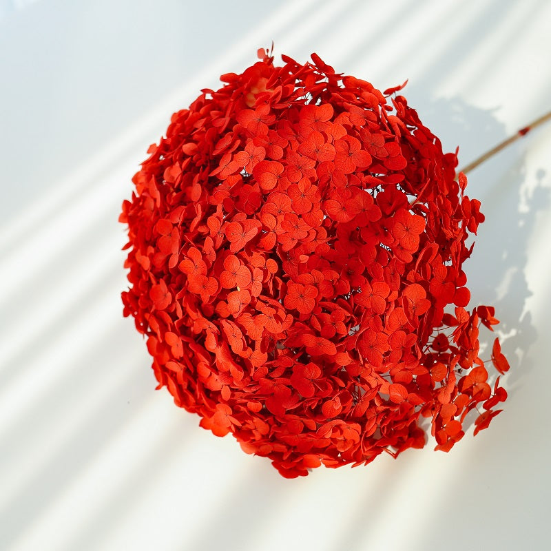 Red Dried Hydrangea