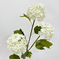 hydrangea white