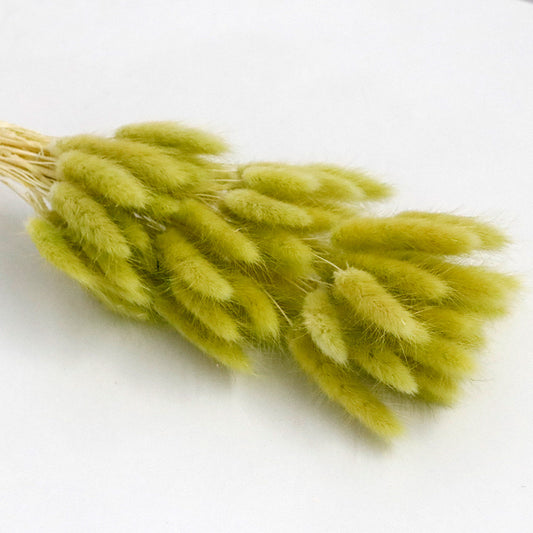 ginger green dried bunny tail