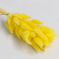yellow bunny tail dried