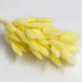 lemon yellow dried bunny tail