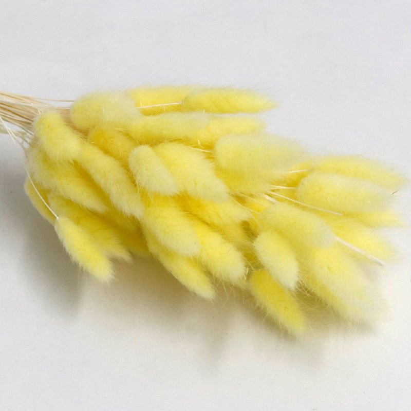 lemon yellow dried bunny tail