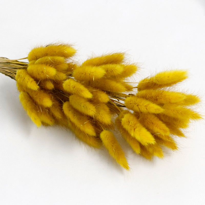 ginger yellow dried bunny tail