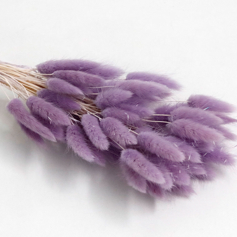 taro purple dried bunny tail