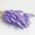 lilac dried bunny tail