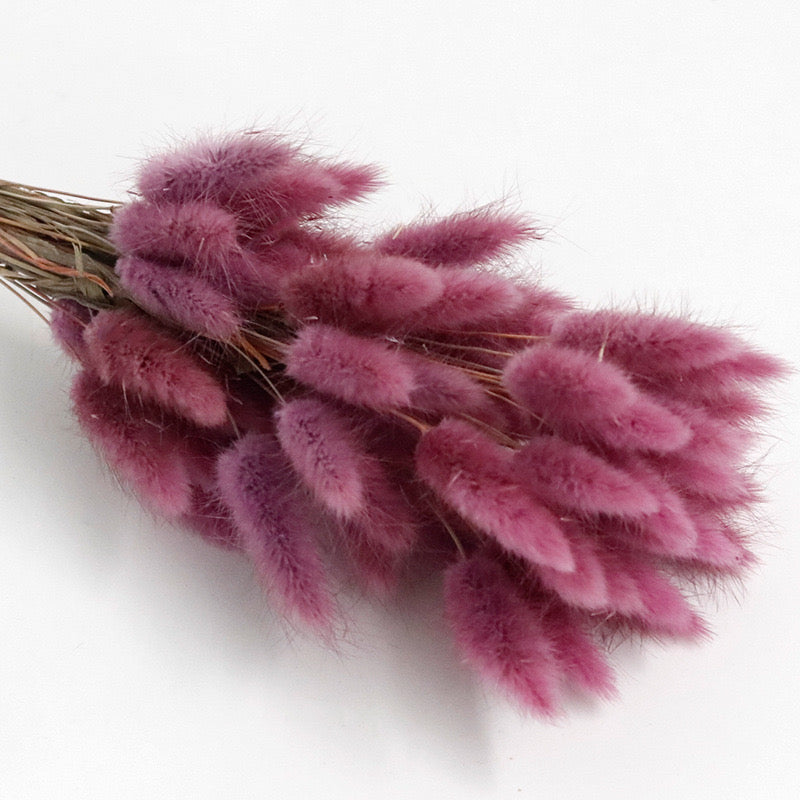 Red Purple dried bunny tail