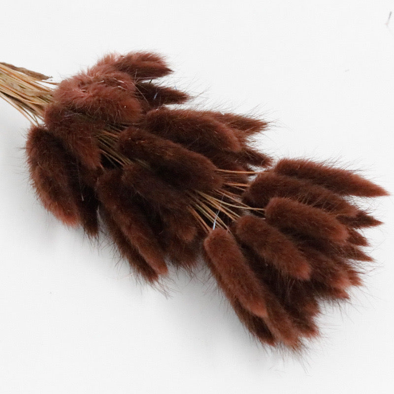 coffee brown bunny tail