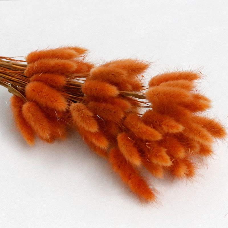 Fiery red bunny tail