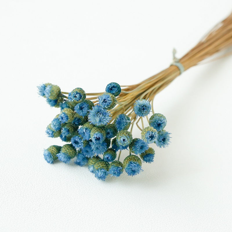 Light Blue Chamomile Daisy