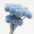 Light Blue Dried Craspedia