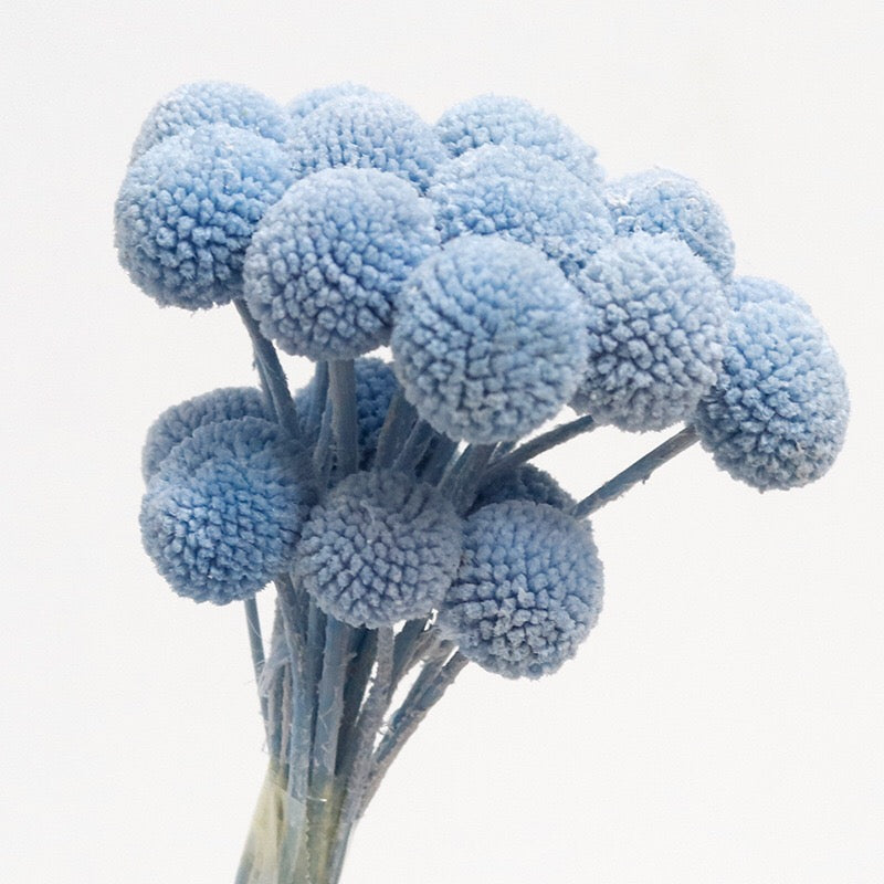 Light Blue Dried Craspedia