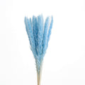 light blue dried slim pampas grass