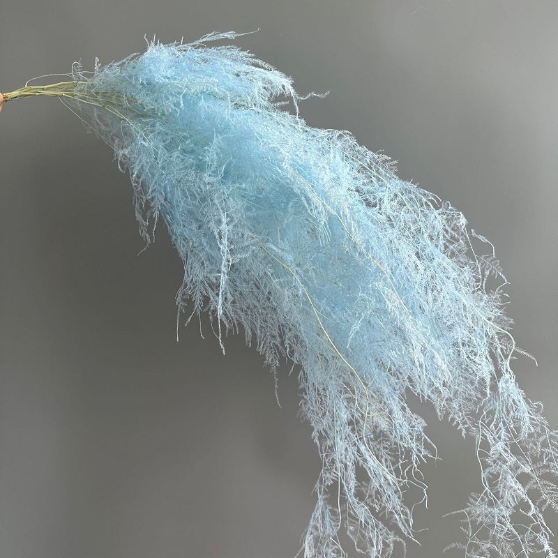 Light Blue Preserved Asparagus setaceus