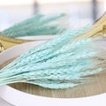 Light Blue Preserved Wheat