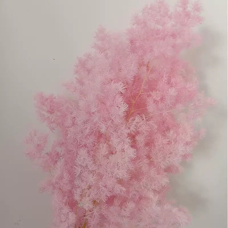 Light pink Ming Asparagus