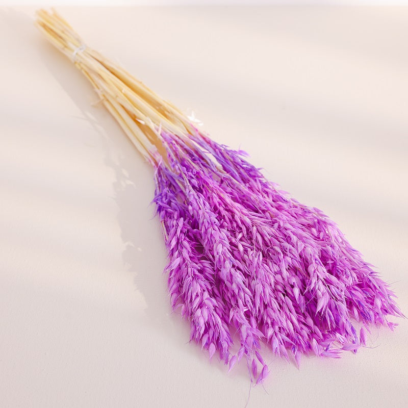 Lilac dried oats