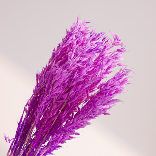 Lilac dried oats