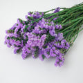 lilac forget me not