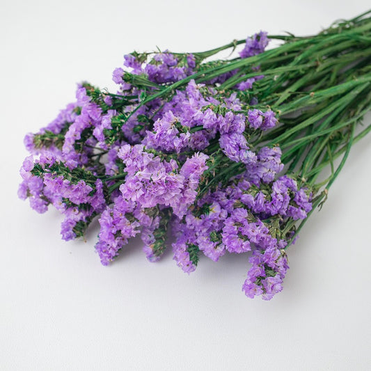 lilac forget me not