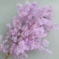 Lilac Dried Ming Asparagus