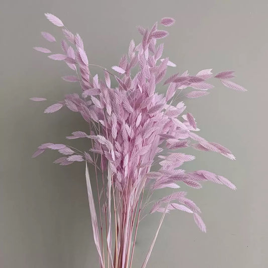 lilac preserved flower northern sea oat grass