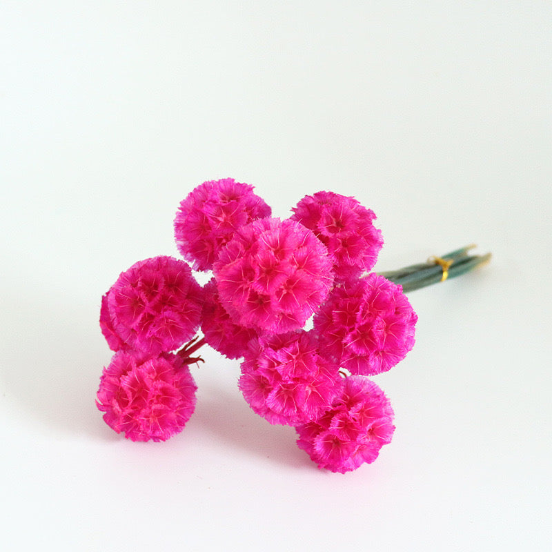 magenta Drumstick Scabiosa