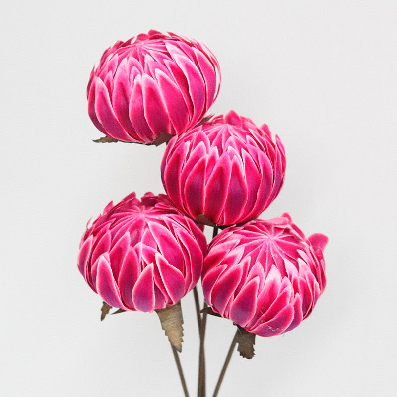magenta peony