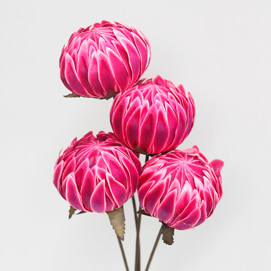 magenta peony