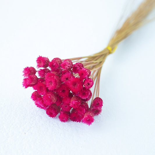 magenta Chamomile Daisy