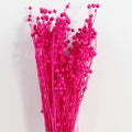 Magenta Preserved Flax (linum)