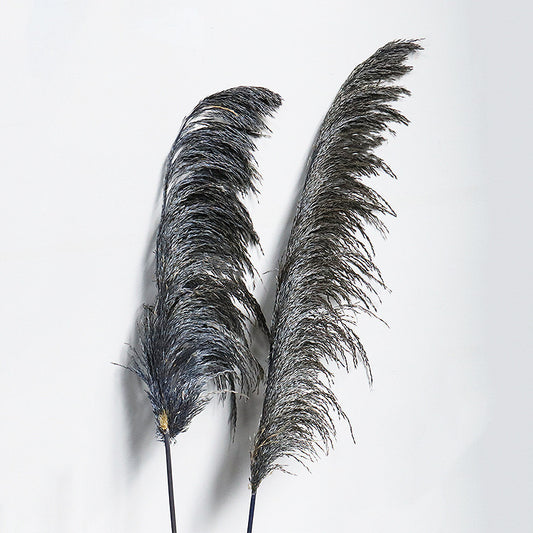 Giant Reeds Grass Dusty