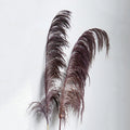 pampas grass dark purple