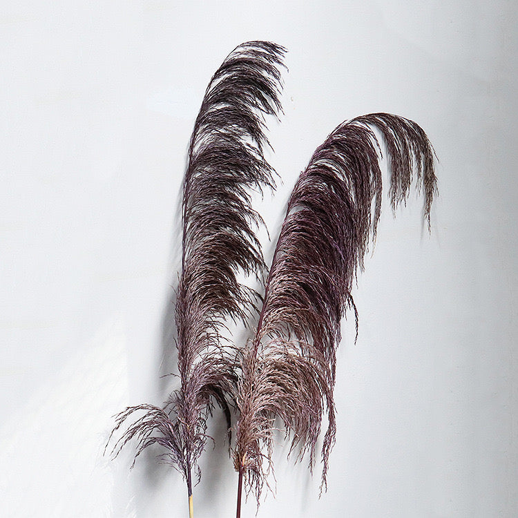 pampas grass dark purple
