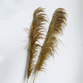 ginger pampas grass