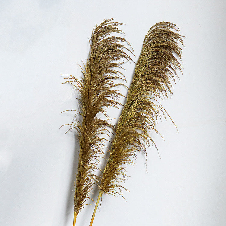 ginger pampas grass