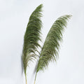 pampas grass, oliver green