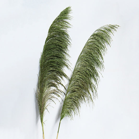 pampas grass, oliver green