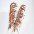 pampas grass, orange